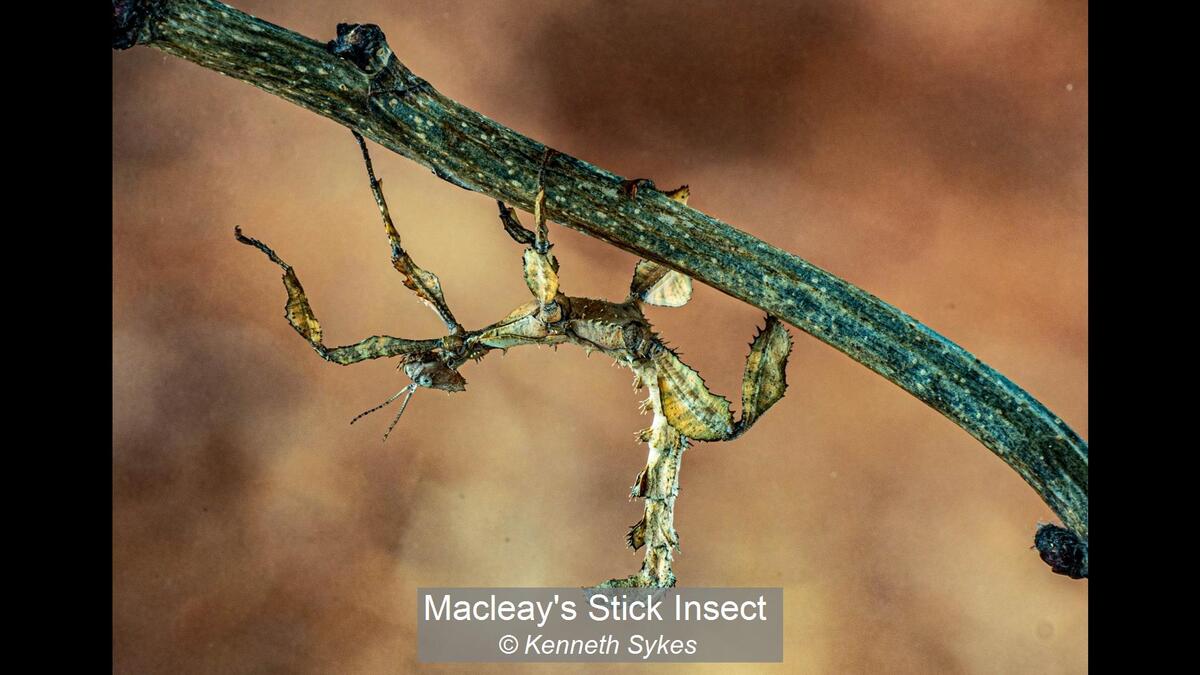 Macleay's Stick Insect